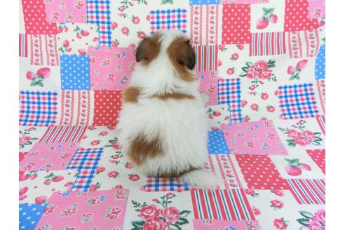 成約済の千葉県のパピヨン-83737の5枚目