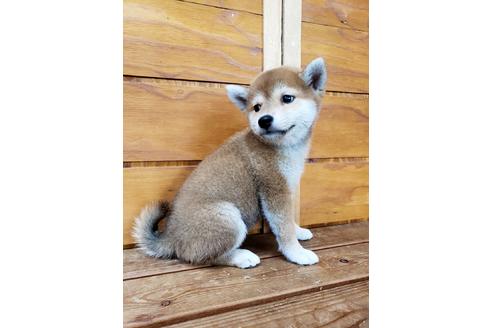 成約済の大阪府の柴犬-83755