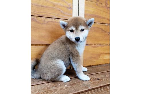 成約済の大阪府の柴犬-83755の7枚目