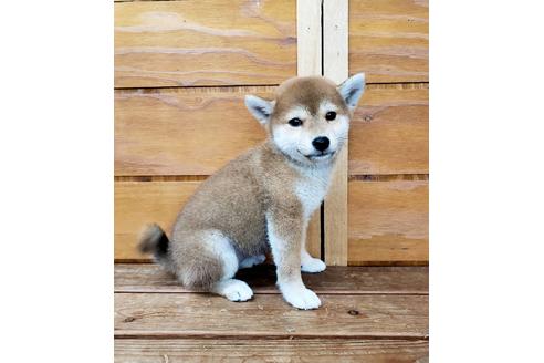 成約済の大阪府の柴犬-83755の6枚目
