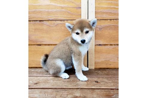 成約済の大阪府の柴犬-83755の5枚目