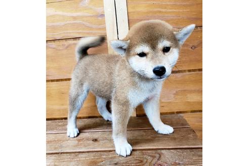 成約済の大阪府の柴犬-83755の4枚目