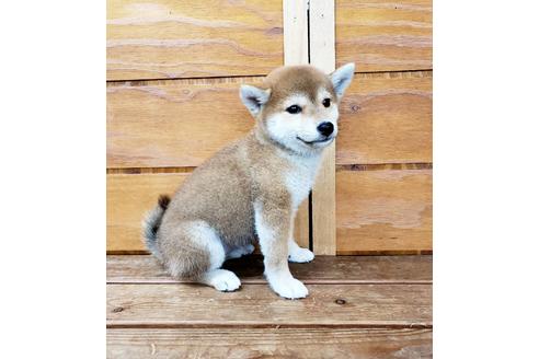 成約済の大阪府の柴犬-83755の3枚目