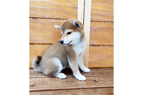 成約済の大阪府の柴犬-83755の2枚目