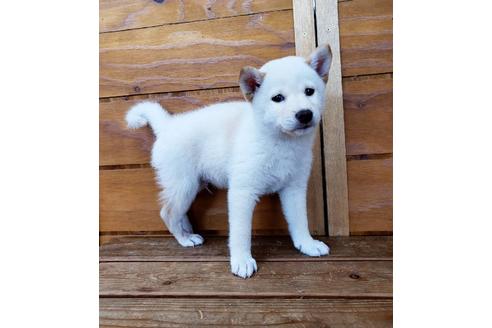 成約済の大阪府の柴犬-83757の1枚目