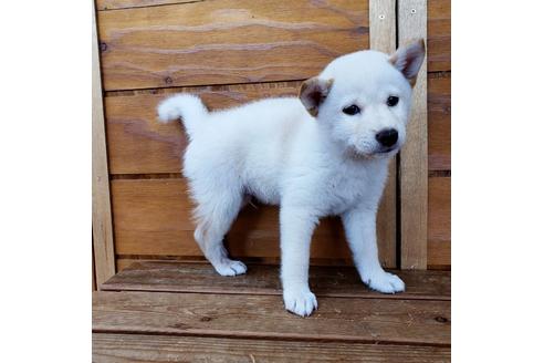 成約済の大阪府の柴犬-83757の6枚目