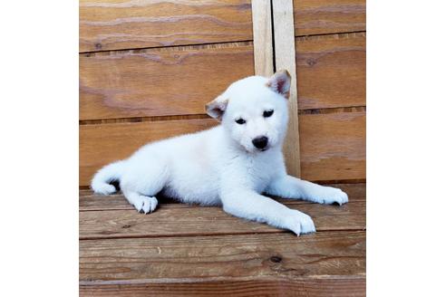 成約済の大阪府の柴犬-83757の4枚目