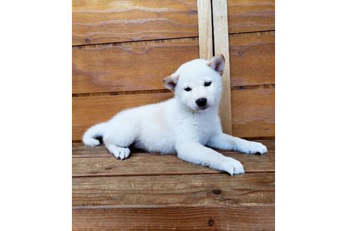 成約済の大阪府の柴犬-83757の3枚目