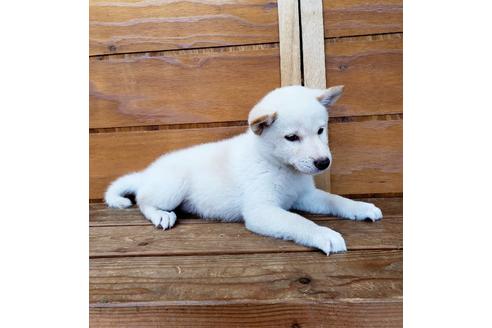 成約済の大阪府の柴犬-83757の2枚目