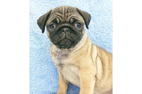 成約済の茨城県のパグ-83658の1枚目