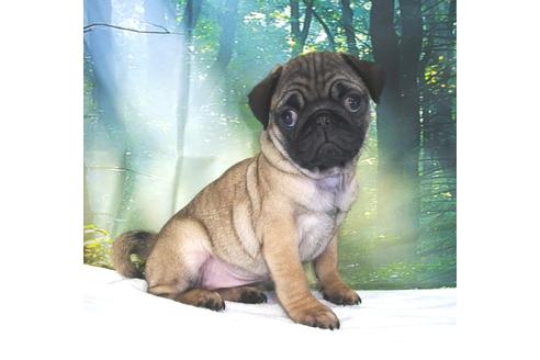 成約済の茨城県のパグ-83658の4枚目