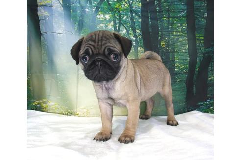 成約済の茨城県のパグ-83658の3枚目