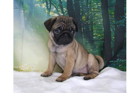 成約済の茨城県のパグ-83658の2枚目