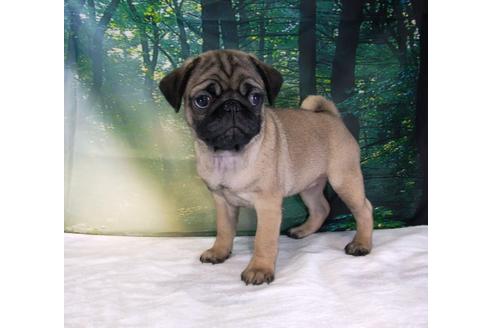 成約済の茨城県のパグ-83657の5枚目