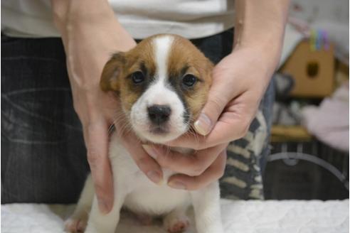 成約済の栃木県のジャックラッセルテリア-83814の1枚目