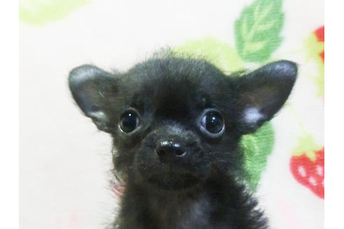 成約済の千葉県のチワプー:チワワ×トイプードル-83818の1枚目