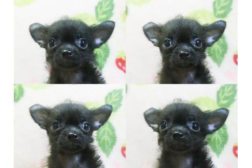 成約済の千葉県のチワプー:チワワ×トイプードル-83818の6枚目