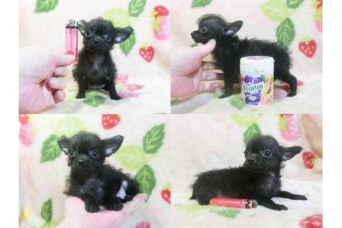 成約済の千葉県のチワプー:チワワ×トイプードル-83818の5枚目