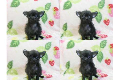 成約済の千葉県のチワプー:チワワ×トイプードル-83818の4枚目