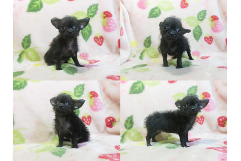 成約済の千葉県のチワプー:チワワ×トイプードル-83818の3枚目