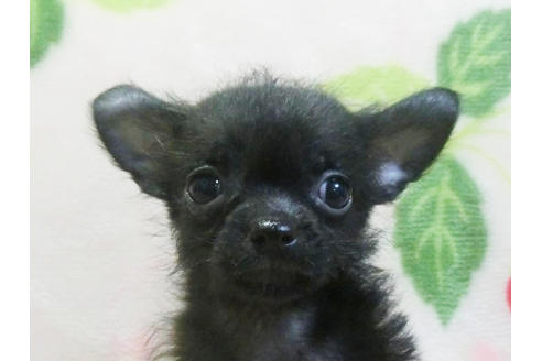 成約済の千葉県のチワプー:チワワ×トイプードル-83818の2枚目