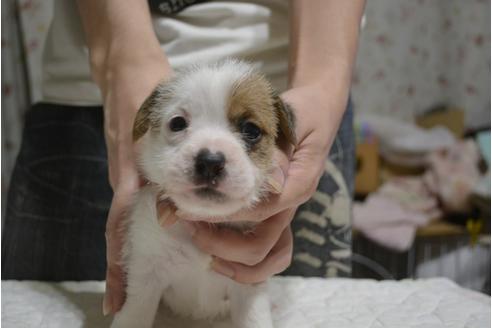 成約済の栃木県のジャックラッセルテリア-83821の5枚目