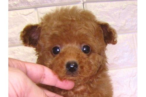 成約済の茨城県のトイプードル-83857の1枚目