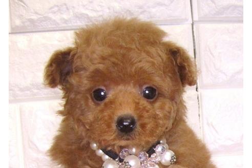 成約済の茨城県のトイプードル-83857の3枚目