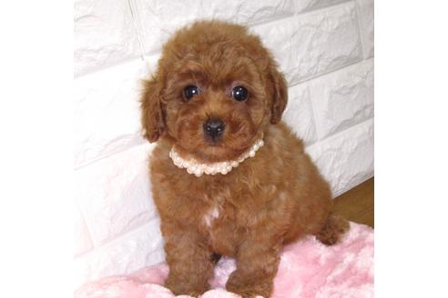 成約済の茨城県のトイプードル-83858の1枚目