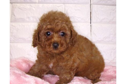 成約済の茨城県のトイプードル-83858の3枚目