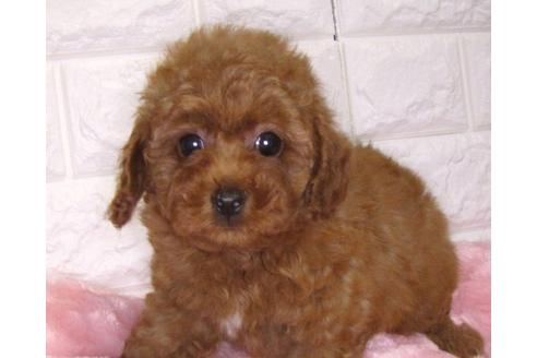 成約済の茨城県のトイプードル-83858の2枚目