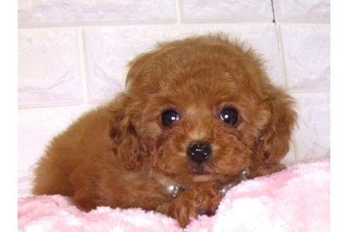 成約済の茨城県のトイプードル-83860の1枚目