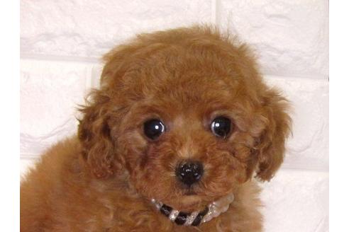 成約済の茨城県のトイプードル-83860の3枚目