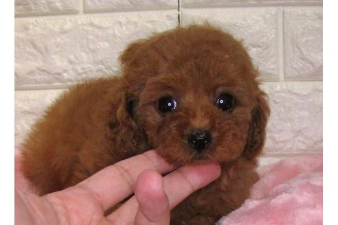 成約済の茨城県のトイプードル-83860の2枚目