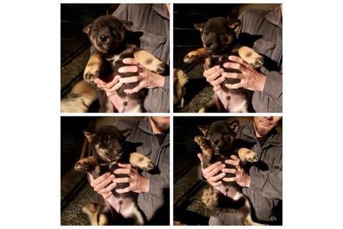 成約済の北海道の柴犬-83865