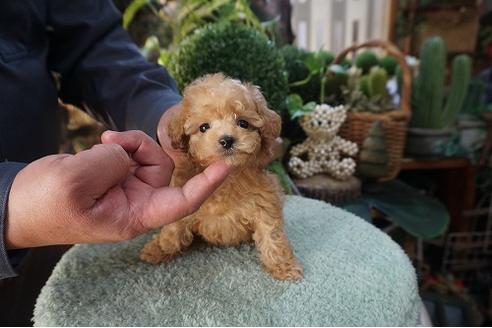 成約済の京都府のティーカッププードル-82681の1枚目