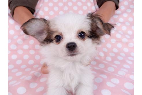 成約済の千葉県のパピヨン-82825の4枚目