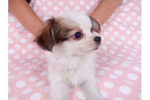 成約済の千葉県のパピヨン-82825の3枚目