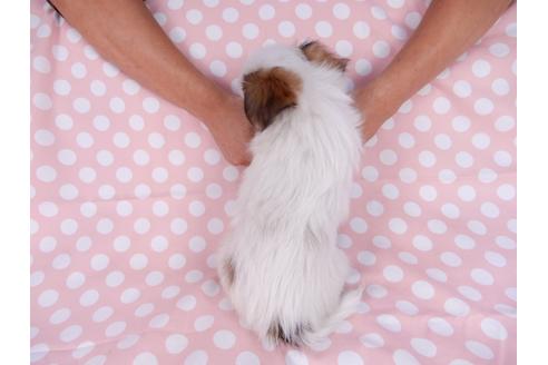 成約済の千葉県のパピヨン-82825の2枚目