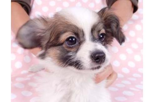 成約済の千葉県のパピヨン-82828の1枚目