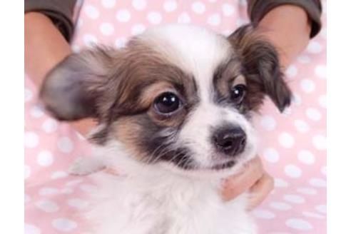 成約済の千葉県のパピヨン-82828の4枚目