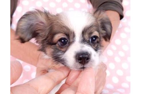 成約済の千葉県のパピヨン-82828の3枚目