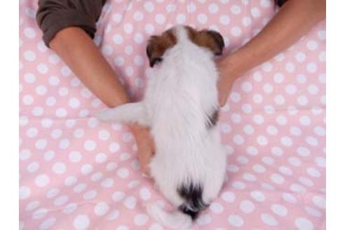 成約済の千葉県のパピヨン-82828の2枚目