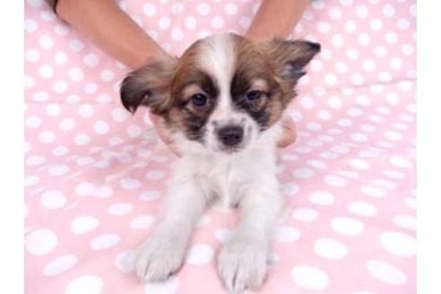 成約済の千葉県のパピヨン-82834の1枚目