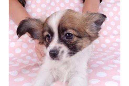 成約済の千葉県のパピヨン-82834の4枚目