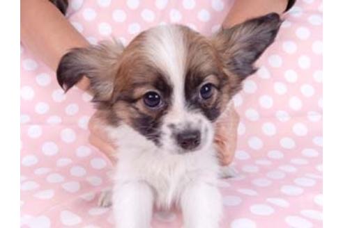 成約済の千葉県のパピヨン-82834の3枚目