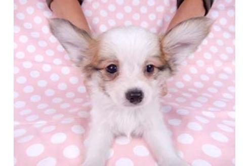 成約済の千葉県のパピヨン-82839の8枚目