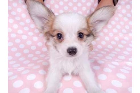 成約済の千葉県のパピヨン-82839の6枚目