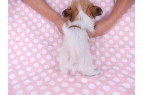 成約済の千葉県のパピヨン-82839の5枚目