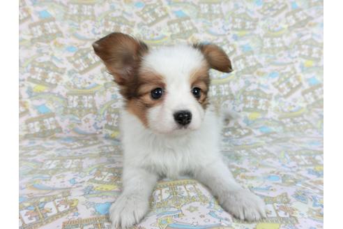 成約済の千葉県のパピヨン-83360の1枚目